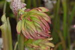 Crimson pitcherplant